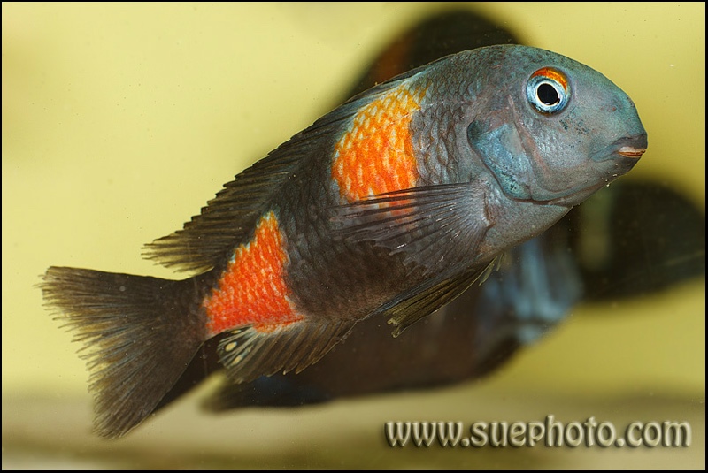 Tropheus sp. 'kirschfleck' Mahale Mountains NP